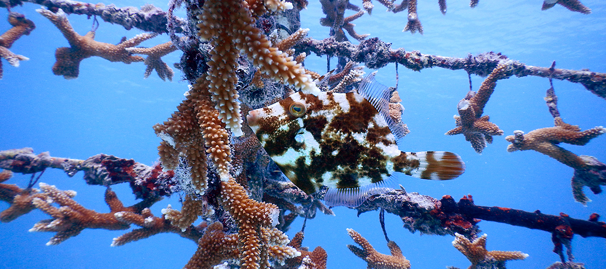 coral tree fish